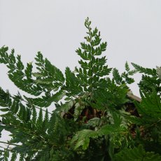 Polystichum tsussimense AGM  (Korean Rock Fern)