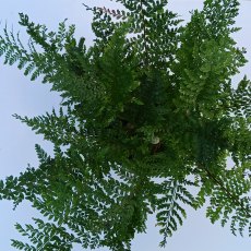 Polystichum Proliferum Wollastonii