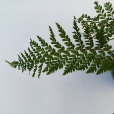 Polystichum Proliferum Wollastonii