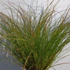 Carex testacea 'Prairie Fire'