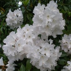 Rhododendron White Swan (Second's)