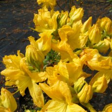 Deciduous Azalea Ilam Melford Lemon