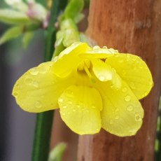 Jasminum nudiflorum AGM