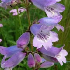 Penstemon Sour Grapes