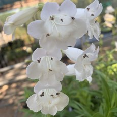 Penstemon 'Snowstorm' (White Bedder)