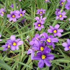 Sisyrinchium Moody Blues