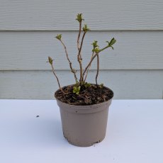 Hydrangea macrophylla Maresii