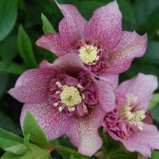 Helleborus 'Tutu'