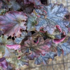 Heuchera 'Mulberry'