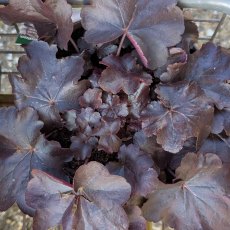 Heuchera 'Obsidian' AGM