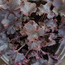 Heuchera 'Blackberry Jam' AGM