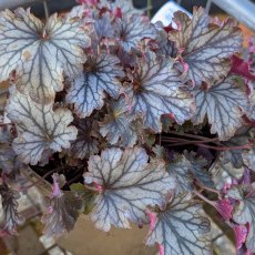 Heuchera 'Huckleberry'