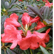 Rhododendron Elizabeth Red Foliage (Second's)