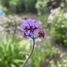 Verbena bonariensis AGM Verbena bonariensis AGM