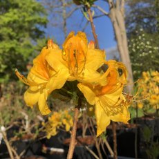 Deciduous Azalea Golden Oriole AGM Deciduous Azalea Golden Oriole AGM
