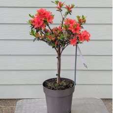 Evergreen Azalea Juliette STANDARD Evergreen Azalea Juliette STANDARD
