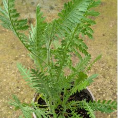 Achillea Cloth Of Gold AGM Achillea Cloth Of Gold AGM