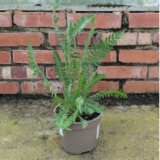 Achillea Cloth Of Gold AGM Achillea Cloth Of Gold AGM