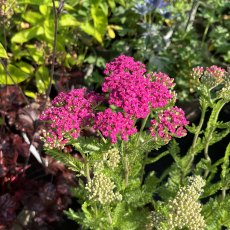 Achillea Pink Grapefruit Achillea Pink Grapefruit