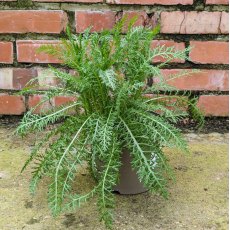 Achillea Pink Grapefruit Achillea Pink Grapefruit