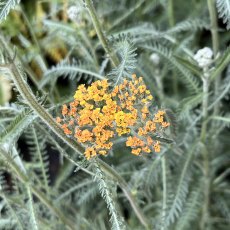 Achillea Terracota Achillea Terracota