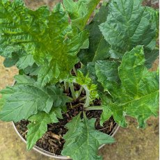 Echinops Taplow Blue Echinops Taplow Blue