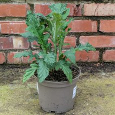 Echinops Taplow Blue Echinops Taplow Blue