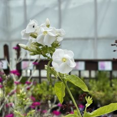 Phlox paniculata 'David' AGM Phlox paniculata 'David' AGM