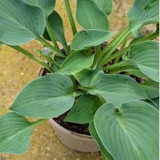 Hosta Halcyon AGM Hosta Halcyon AGM