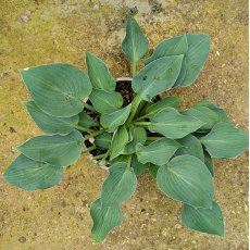 Hosta Halcyon AGM Hosta Halcyon AGM