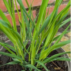 Molinia Transparent AGM Molinia Transparent AGM