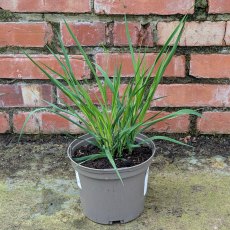 Molinia Transparent AGM Molinia Transparent AGM