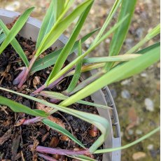Panicum Heavy Metal AGM Panicum Heavy Metal AGM