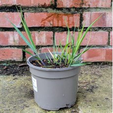 Panicum Heavy Metal AGM Panicum Heavy Metal AGM