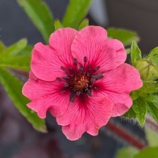 Potentilla Miss Willmott Potentilla Miss Willmott