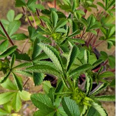 Potentilla Miss Willmott Potentilla Miss Willmott