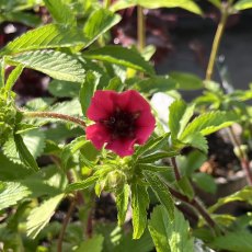 Potentilla Ron McBeath Potentilla Ron McBeath