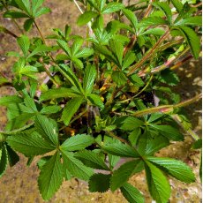 Potentilla Ron McBeath Potentilla Ron McBeath