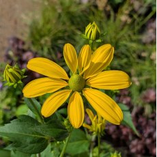 Rudbeckia Herbstonne AGM Rudbeckia Herbstonne AGM