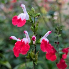 Salvia Hot Lips AGM Salvia Hot Lips AGM