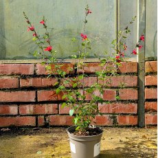 Salvia Hot Lips AGM Salvia Hot Lips AGM