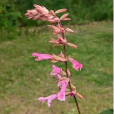 Salvia Kisses & Wishes Salvia Kisses & Wishes