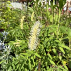 Sanguisorba albiflora Sanguisorba albiflora