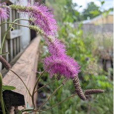 Sanguisorba Lilac Squirrel Sanguisorba Lilac Squirrel