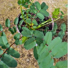 Sanguisorba Lilac Squirrel Sanguisorba Lilac Squirrel