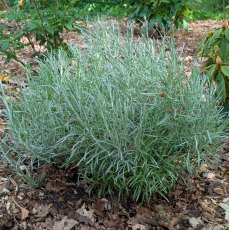 Helichrysum italicum (Curry Plant) Helichrysum italicum (Curry Plant)