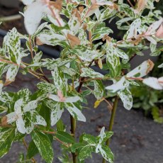 Salix integra 'Hakuro-nishiki' AGM (Flamingo Willow) Salix integra 'Hakuro-nishiki' AGM (Flamingo Willow)