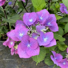 Hydrangea macrophylla 'Zorro' AGM Hydrangea macrophylla 'Zorro' AGM