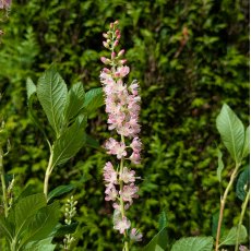 Clethra alnifolia 'Ruby Spice' AGM Clethra alnifolia 'Ruby Spice' AGM
