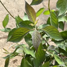 Cornus alba Nightfall Cornus alba Nightfall